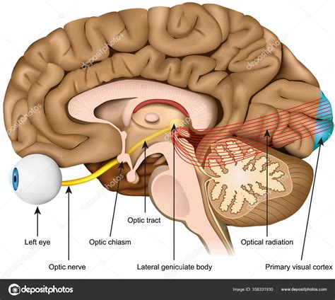 nervus opticus|Optic nerve